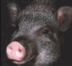 pig